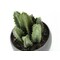 Monarch Specialties Artificial Plant, 6" Tall, Succulent, Indoor, Faux, Fake, Table, Greenery, Potted, Set Of 3 I 9587 - alternate 4